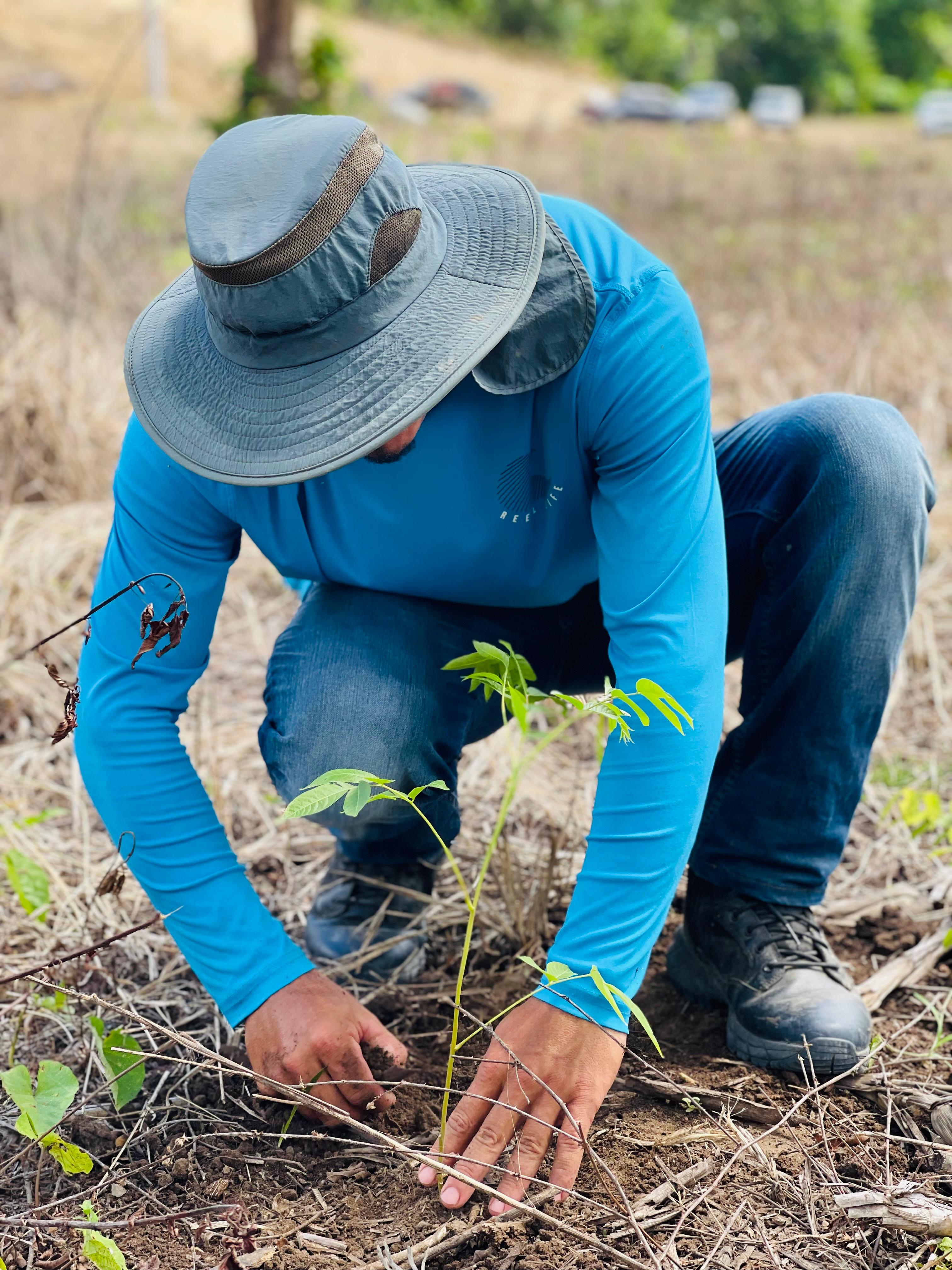 Plantando árboles